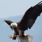 eagle